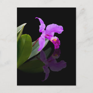 Carte postale reflété orchidée de beauté