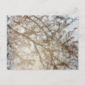 Carte Postale Reflets d'arbre printanier sur la mare de chemin c (Devant)