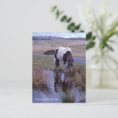 Carte Postale Reflets d'un poney Parc national de Dartmoor Devon (Debout devant)