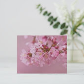 Carte Postale Reflets Rose Pâle des Fleurs de Cerisier Sakura (Debout devant)
