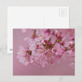 Carte Postale Reflets Rose Pâle des Fleurs de Cerisier Sakura (Devant / Derrière)