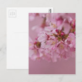 Carte Postale Reflets Rose Pâle des Fleurs de Cerisier Sakura (Devant / Derrière)