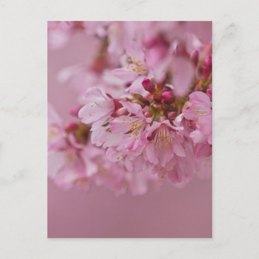 Carte Postale Reflets Rose Pâle des Fleurs de Cerisier Sakura (Devant)