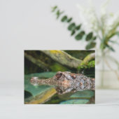 Carte Postale Réflexion crocodile (Debout devant)