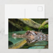 Carte Postale Réflexion crocodile (Devant / Derrière)