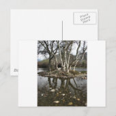 Carte Postale réflexion d'arbre (Devant / Derrière)