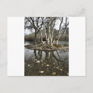 Carte Postale réflexion d'arbre