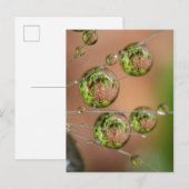 Carte Postale Réflexion de gouttelette d'eau (Devant / Derrière)