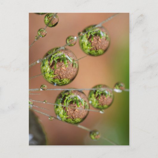 Carte Postale Réflexion de gouttelette d'eau (Devant)