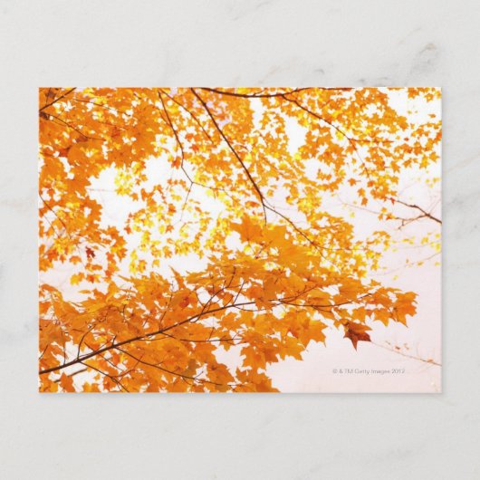 Carte Postale Réflexion des feuilles automnales (Devant)