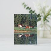 Carte Postale Réflexion du cheval (Debout devant)