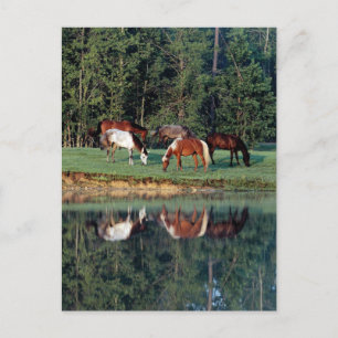 Carte Postale Réflexion du cheval