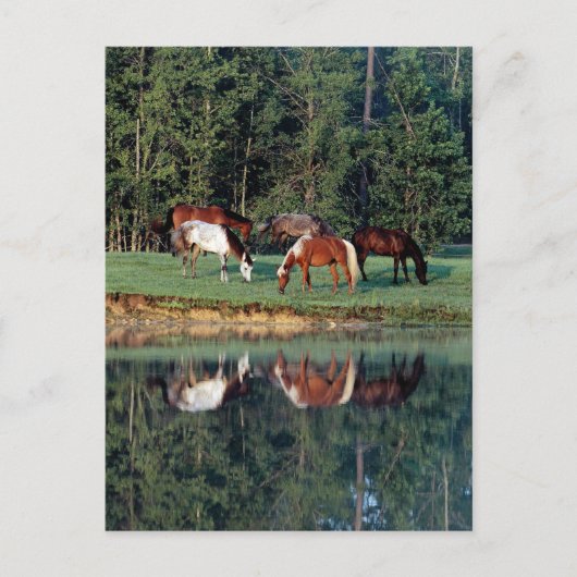 Carte Postale Réflexion du cheval (Devant)