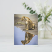 Carte Postale Réflexion d'une lionne (Debout devant)