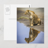 Carte Postale Réflexion d'une lionne (Devant / Derrière)