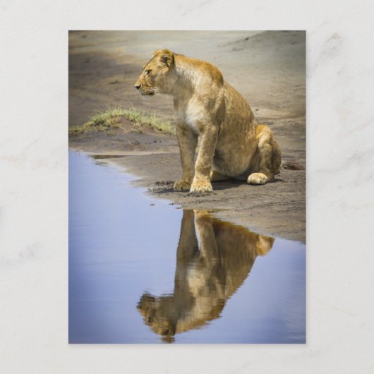 Carte Postale Réflexion d'une lionne (Devant)