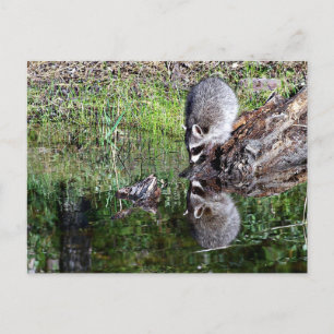 Carte Postale Réflexion Raccon
