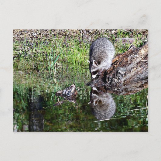 Carte Postale Réflexion Raccon (Devant)