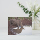 Carte postale Réflexion Rhino (Debout devant)