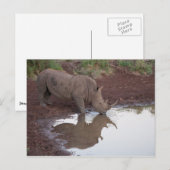 Carte postale Réflexion Rhino (Devant / Derrière)