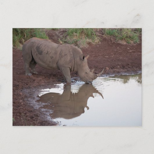 Carte postale Réflexion Rhino (Devant)