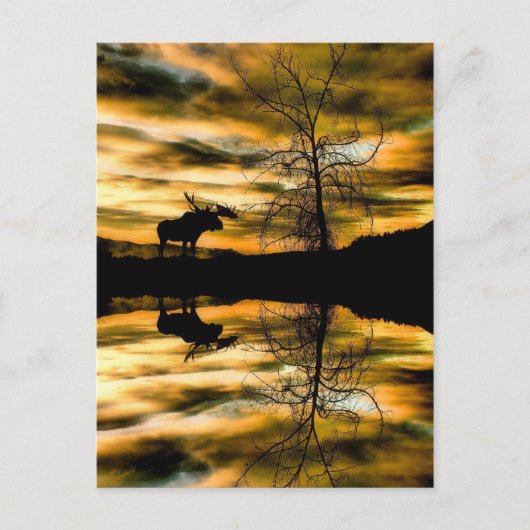   Carte postale Réflexions (Devant)