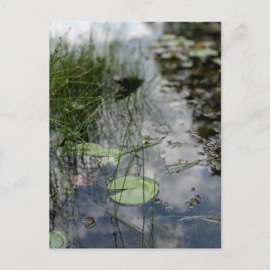 Carte Postale Réflexions au bord de l'eau (Devant)