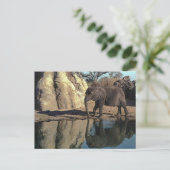 Carte Postale réflexions d'éléphants africains (Debout devant)