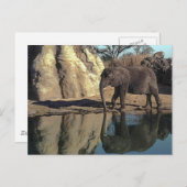 Carte Postale réflexions d'éléphants africains (Devant / Derrière)