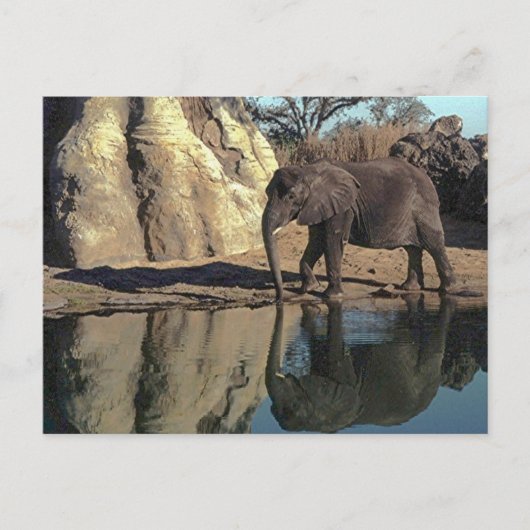 Carte Postale réflexions d'éléphants africains (Devant)