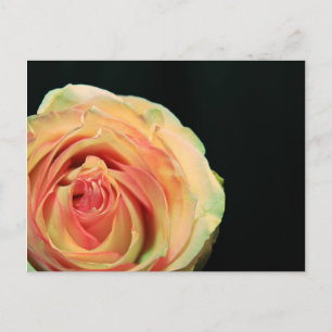 Carte Postale Réflexions du rose