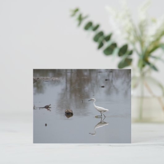 Carte Postale Réflexions d'une aigrette neigeuse en mouvement (Debout devant)