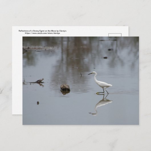 Carte Postale Réflexions d'une aigrette neigeuse en mouvement (Devant / Derrière)