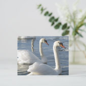 Carte postale Réflexions sur le cygne (Debout devant)