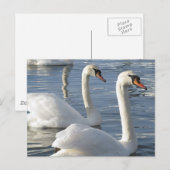 Carte postale Réflexions sur le cygne (Devant / Derrière)