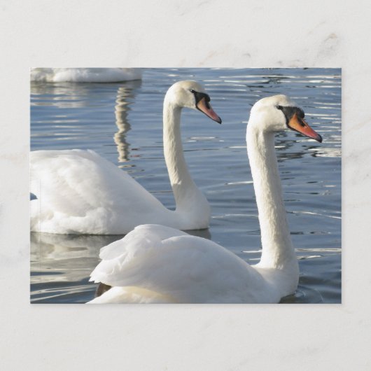 Carte postale Réflexions sur le cygne (Devant)