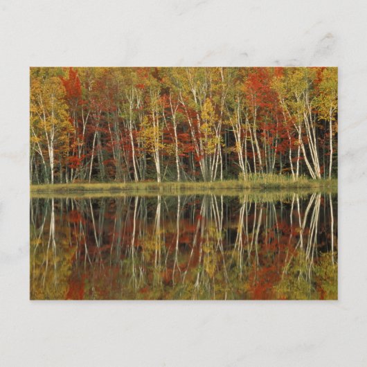 Carte Postale Réflexions sur le feuillage d'automne et les boule (Devant)