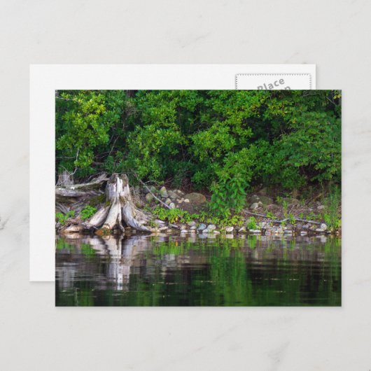 Carte postale Réflexions vertes (Devant / Derrière)