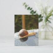 Carte Postale Refreshing Snail (Debout devant)