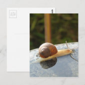 Carte Postale Refreshing Snail (Devant / Derrière)