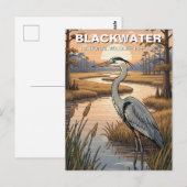 Carte Postale Refuge faunique national de Blackwater dans le Mar (Devant / Derrière)