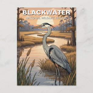 Carte Postale Refuge faunique national de Blackwater dans le Mar