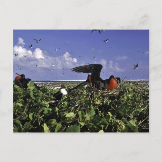 Carte Postale Refuge faunique national de l'île Johnston (Devant)