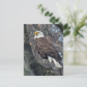 Carte Postale Regal Bald Eagle (Debout devant)