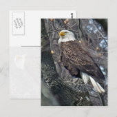 Carte Postale Regal Bald Eagle (Devant / Derrière)