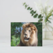 Carte postale Regal Lion (Debout devant)