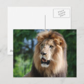 Carte postale Regal Lion (Devant / Derrière)