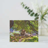 CARTE POSTALE REGAL LION (Debout devant)
