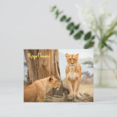 Carte postale Regal Lions (Debout devant)