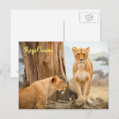 Carte postale Regal Lions (Devant / Derrière)